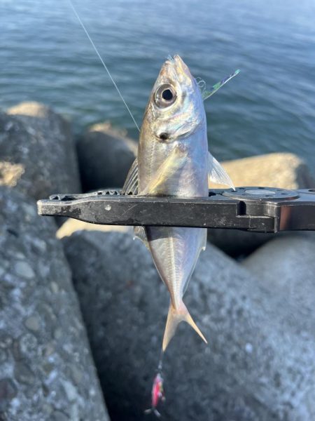 釣り人の特権かな