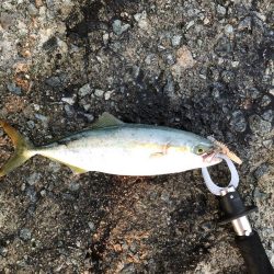 2024 佐渡ヶ島エギング 18回目【10月1日】