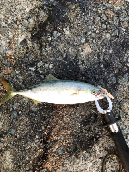 2024 佐渡ヶ島エギング 18回目【10月1日】