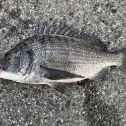 イチノ兄弟、釣果！