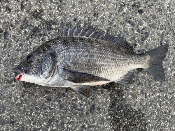 イチノ兄弟、釣果！