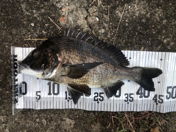 イチノ兄弟、釣果!