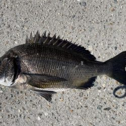 イチノ兄弟、釣果!