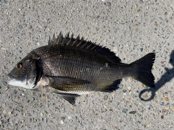 イチノ兄弟、釣果!