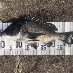 イチノ兄弟、釣果!