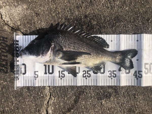 イチノ兄弟、釣果!