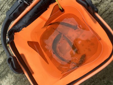 デカメッキと3種コンプ!