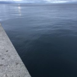 エギング　佐渡遠征④