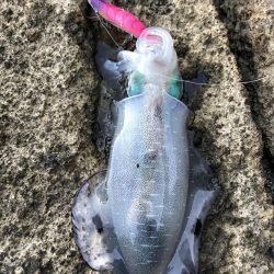 エギング 佐渡遠征⑤2日目