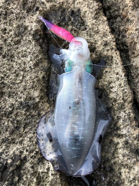 エギング 佐渡遠征⑤2日目