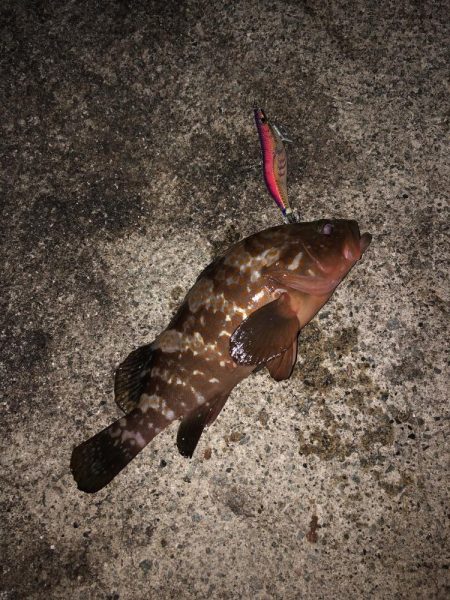 エギング 佐渡遠征⑥