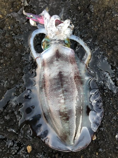 2024 佐渡ヶ島エギング 28回目【10…