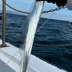 紀淡海峡 タチウオジギング