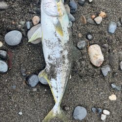 祝!初ヒラマサ!!