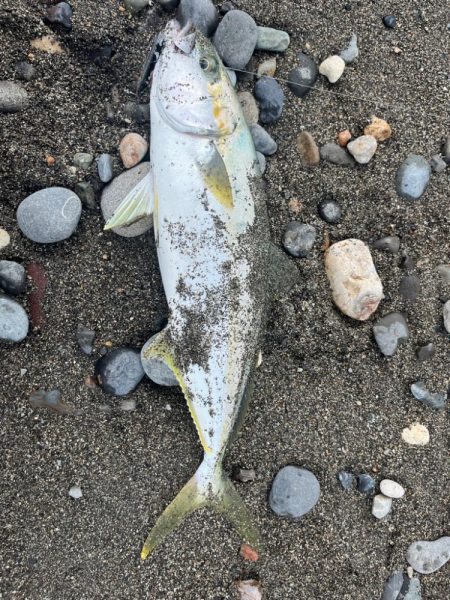 祝!初ヒラマサ!!