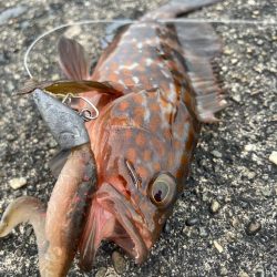 デイアコウがんばる・・・アコウ2+ガシラ複数