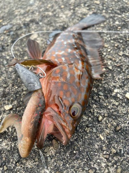 デイアコウがんばる・・・アコウ2+ガシラ複数