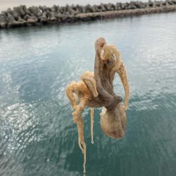 魚住〜江井ヶ島釣行!