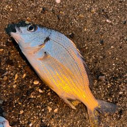 去年と違い渋い・・・