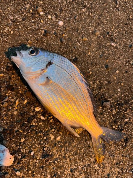 去年と違い渋い・・・