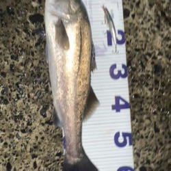 たまにはスピニングで