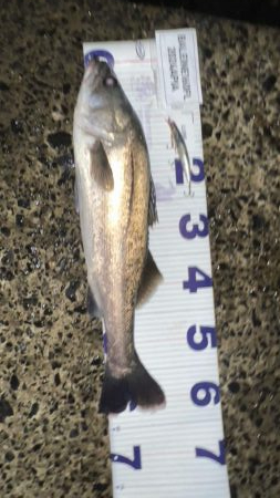 たまにはスピニングで