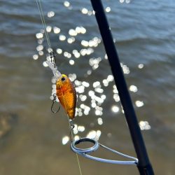 今年最初で最後のハゼクラ!