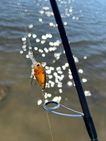 今年最初で最後のハゼクラ!