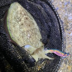 秋🦑 アオリイカ &コウイカ (^.^)