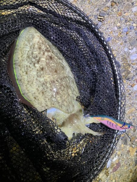 秋🦑 アオリイカ &コウイカ (^.^)