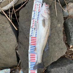 ランカーシーバス