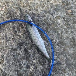 泉佐野一文字!!