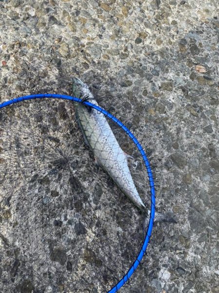 泉佐野一文字!!