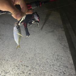 イカとアジを求めて