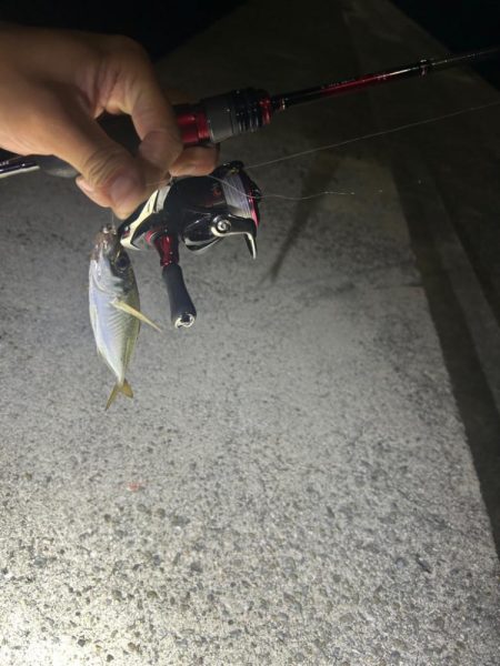 イカとアジを求めて