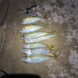 エギn…アジング!