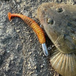 ヒラメ　マゴチ