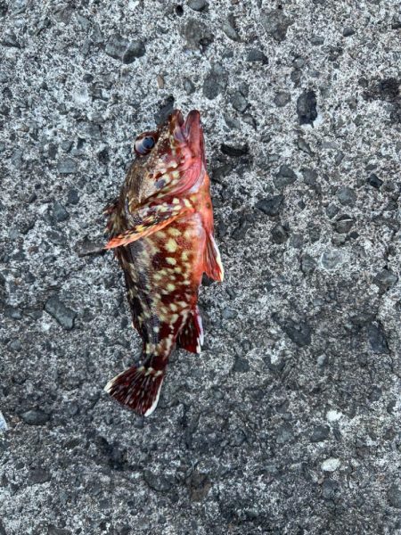 久しぶりの良型