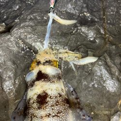 秋イカエギング