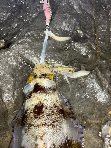 秋イカエギング