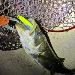 秋のシーバス祭り