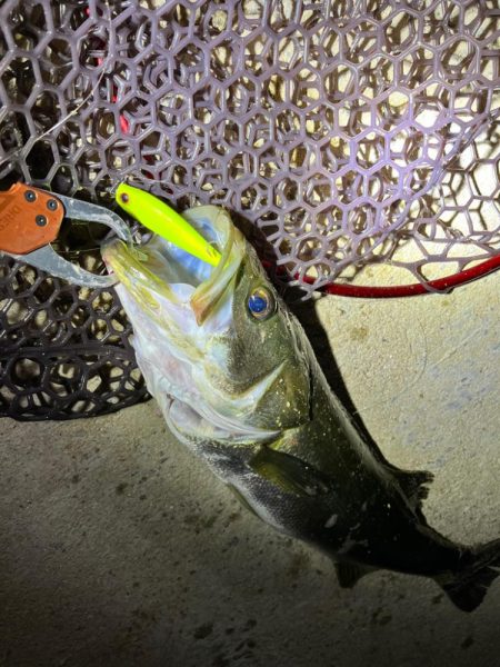 秋のシーバス祭り