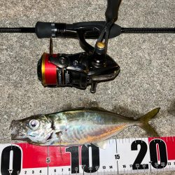 朝・夕マズメ狙い