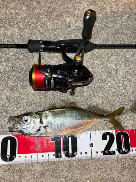 朝・夕マズメ狙い