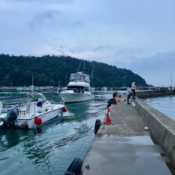 丸々太ったオーバーサイズカマス!