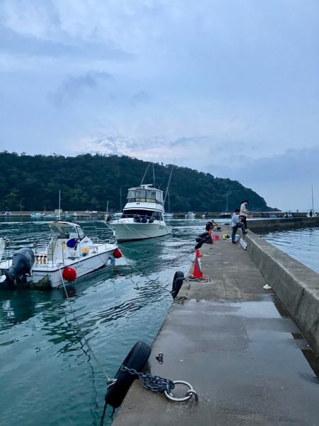 丸々太ったオーバーサイズカマス!