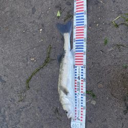 久しぶりのシーバス