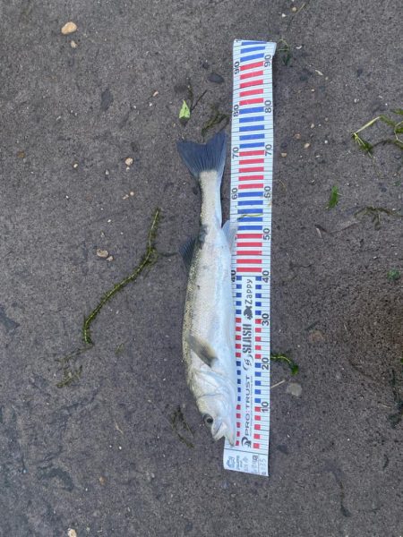 久しぶりのシーバス