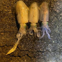 ぼっちエギング