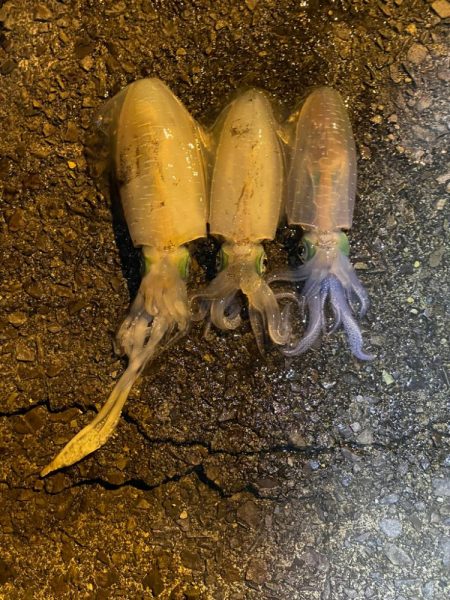 ぼっちエギング